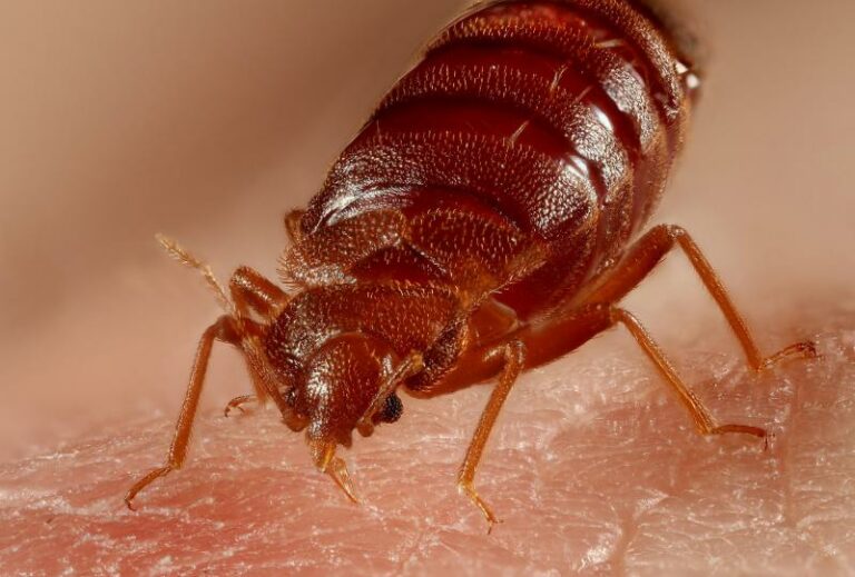 Can Bed Bugs Live Outside and How Long Can they Survive ...