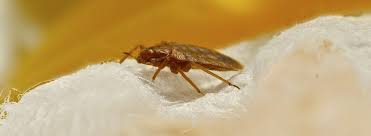 Bed Bugs Plague Plattsburgh Neighborhoods