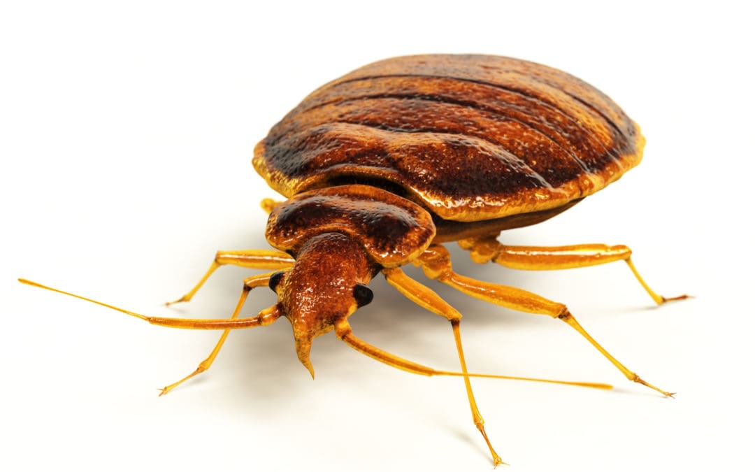 real-life 3D render of a bedbug