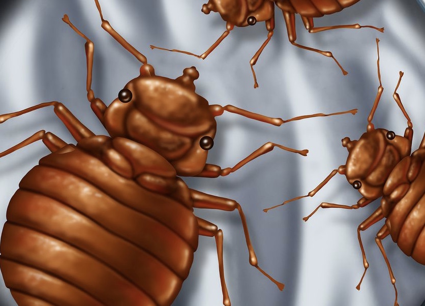 Best Traps for Bed Bugs- DIY