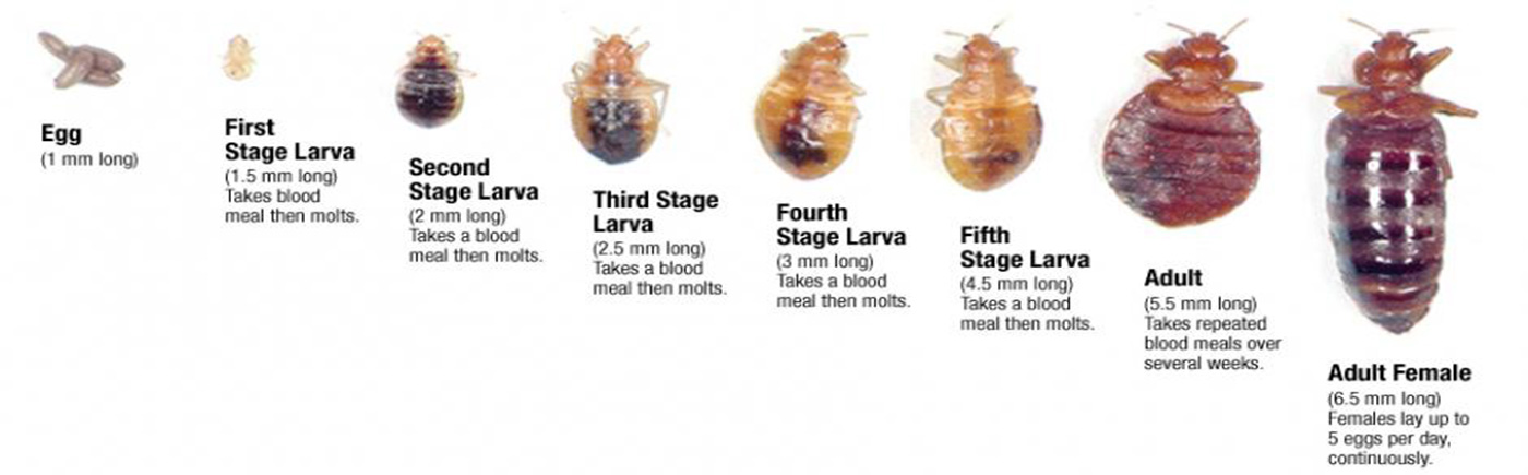 Life cycle of a Bed Bug