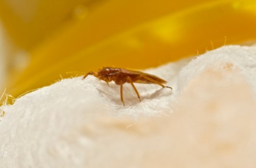 Captured Bed Bug